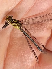 Stylogomphus sigmastylus