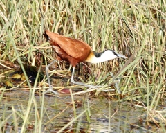 Actophilornis africanus