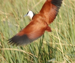 Actophilornis africanus