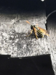 Polistes dominula