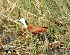 Actophilornis africanus