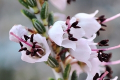 Erica manipuliflora