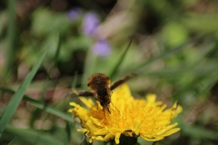 Bombylius major