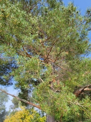 Pinus sylvestris