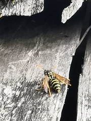 Polistes dominula