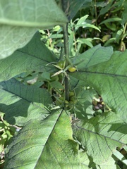 Triosteum aurantiacum