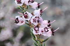 Erica manipuliflora