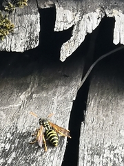 Polistes dominula