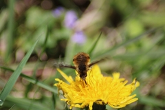 Bombylius major