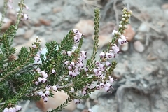 Erica manipuliflora