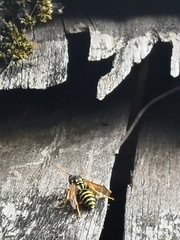 Polistes dominula