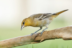 Icterus bullockii