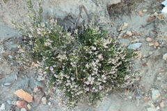 Erica manipuliflora