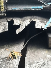Polistes dominula