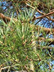 Pinus sylvestris
