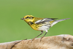 Setophaga townsendi