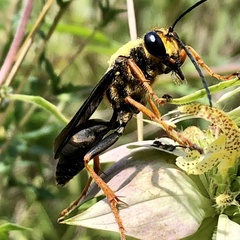 Sphex flavovestitus