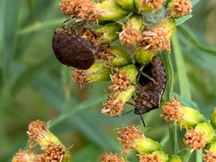 Homaemus aeneifrons