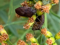 Homaemus aeneifrons