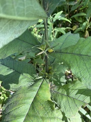 Triosteum aurantiacum