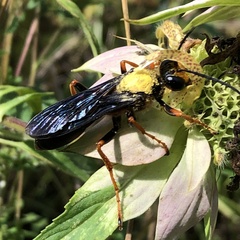 Sphex flavovestitus