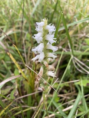 Spiranthes cernua