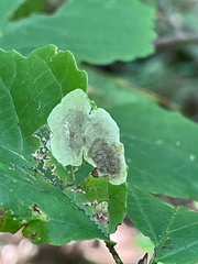 Cameraria hamameliella