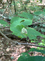 Cameraria hamameliella