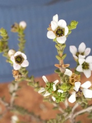 Rutaceae