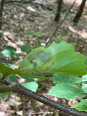 Cameraria hamameliella