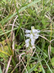 Spiranthes cernua