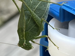 Microcentrum rhombifolium