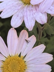 Dioxyna picciola