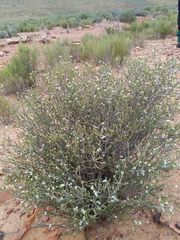 Rutaceae