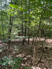 Cameraria hamameliella