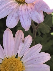 Dioxyna picciola