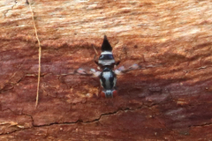 Myennidini
