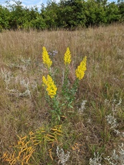 Solidago speciosa