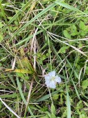 Spiranthes cernua