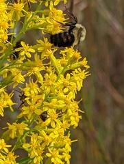 Solidago speciosa