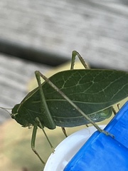 Microcentrum rhombifolium