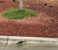 Quiscalus major westoni