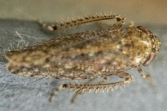 Paraphlepsius irroratus