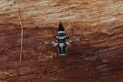 Myennidini
