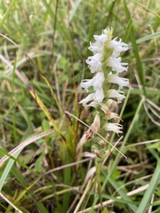 Spiranthes cernua