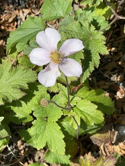 Eriocapitella hupehensis