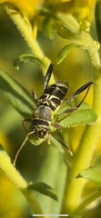 Neoclytus mucronatus