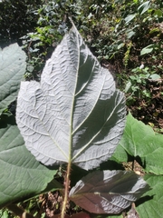 Rubus phoenicolasius