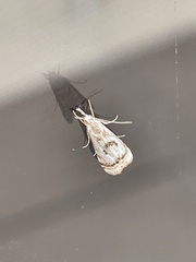 Microcrambus