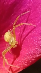 Thomisidae
